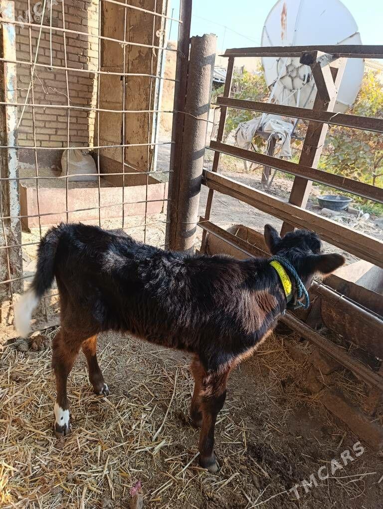 SAGLYK   SYGYR - Туркменабат - img 6