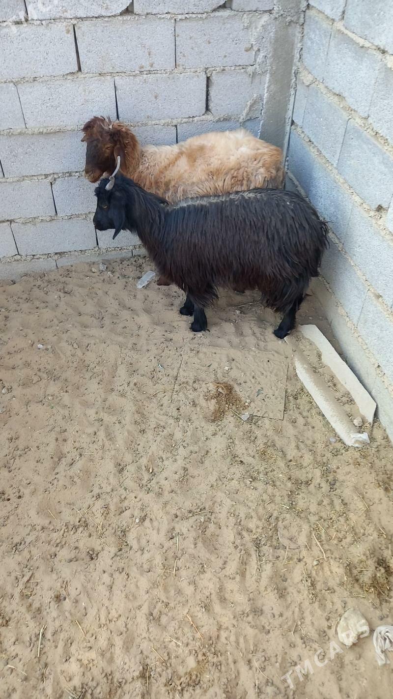 tokly çewiş - Bäherden - img 2