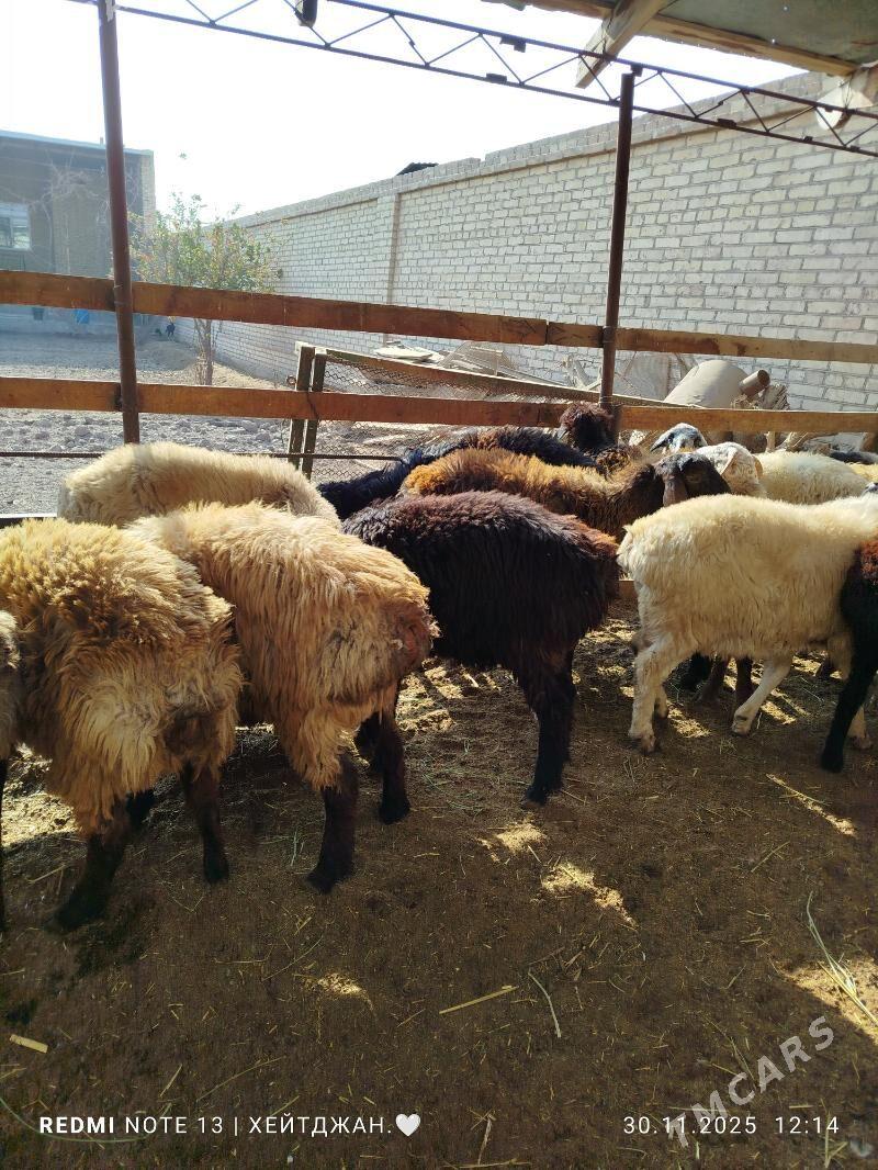 goçlar - Türkmenabat - img 2