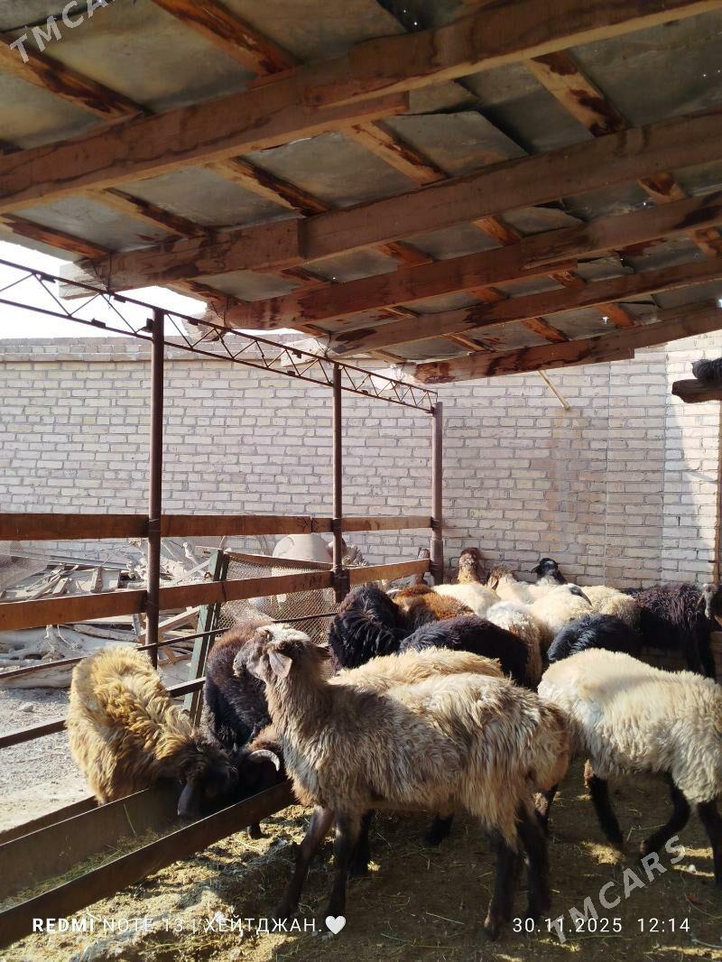 goçlar - Türkmenabat - img 1