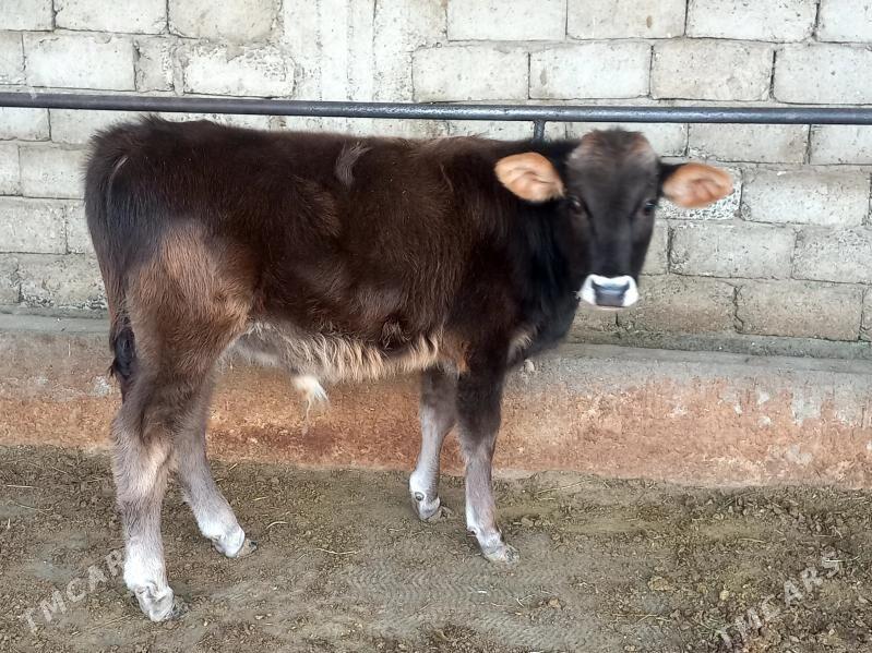 şiwes okuz - Gökdepe - img 2