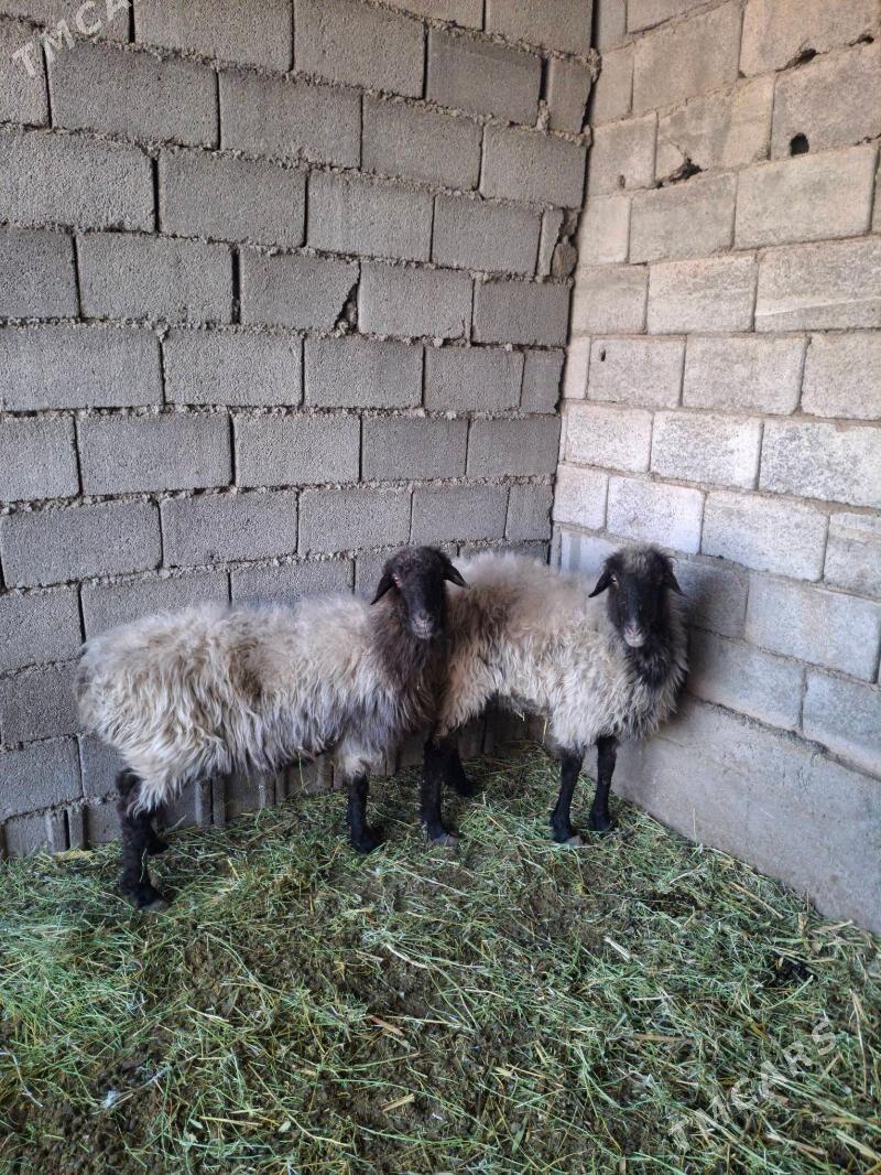 bogaz goyun - Анев - img 6