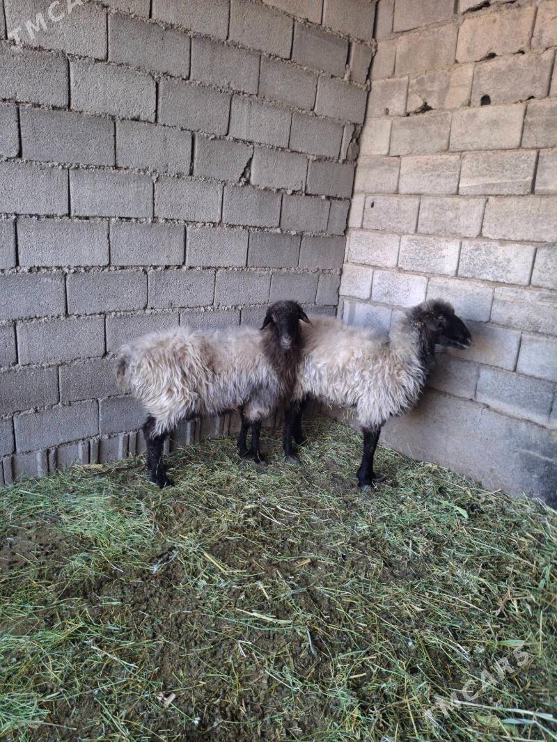 bogaz goyun - Анев - img 3