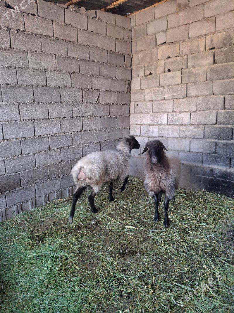 bogaz goyun - Анев - img 2