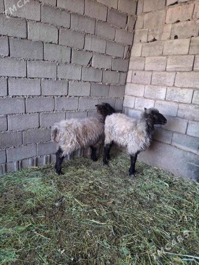 bogaz goyun - Анев - img 4