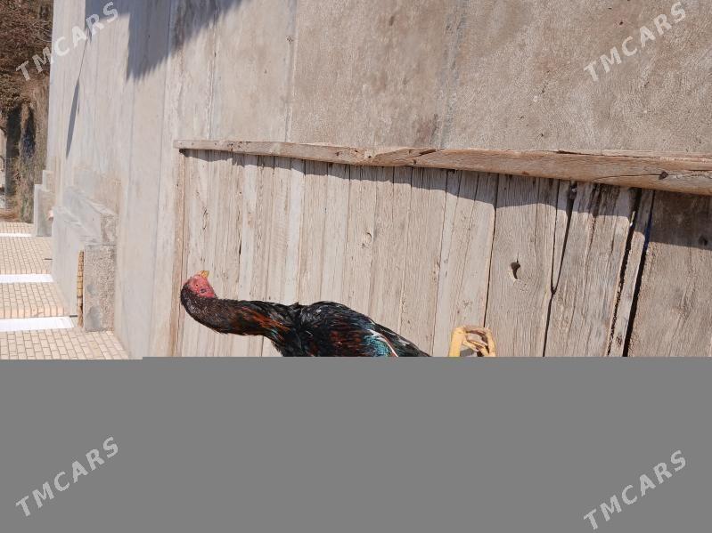 яш байсы - Сакарчага - img 1