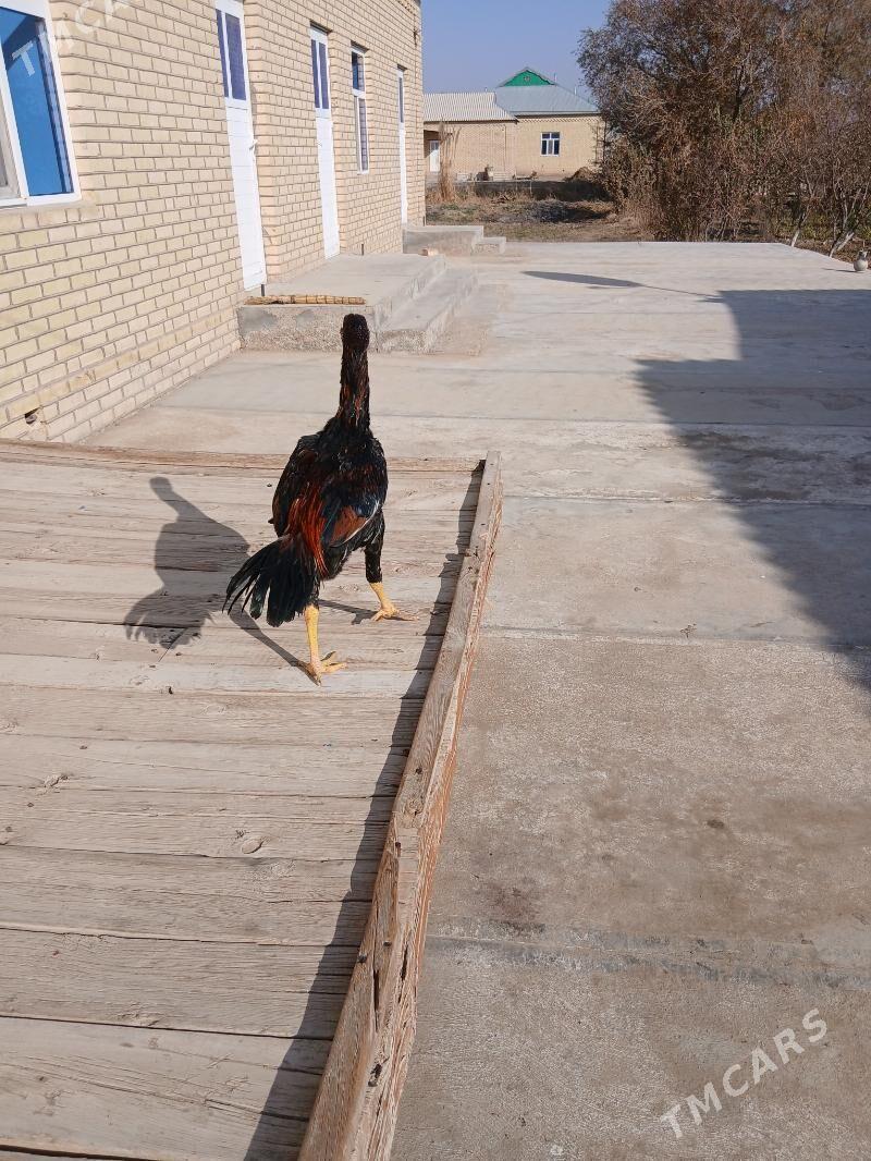 яш байсы - Сакарчага - img 3