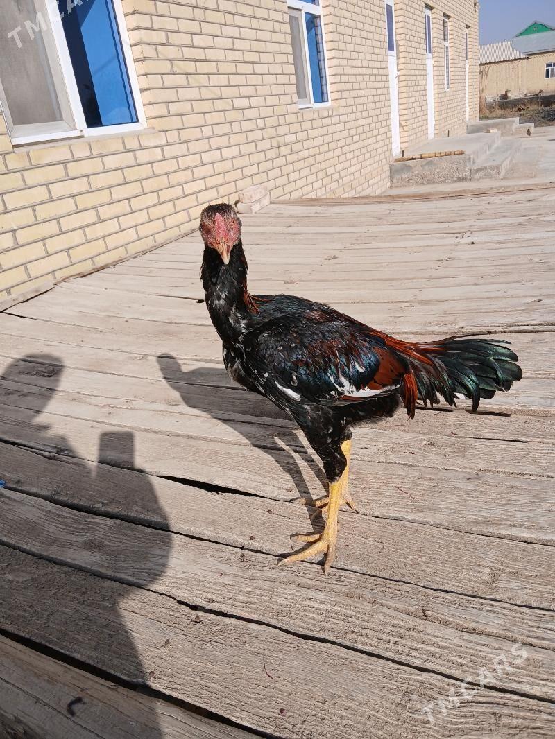 яш байсы - Сакарчага - img 2