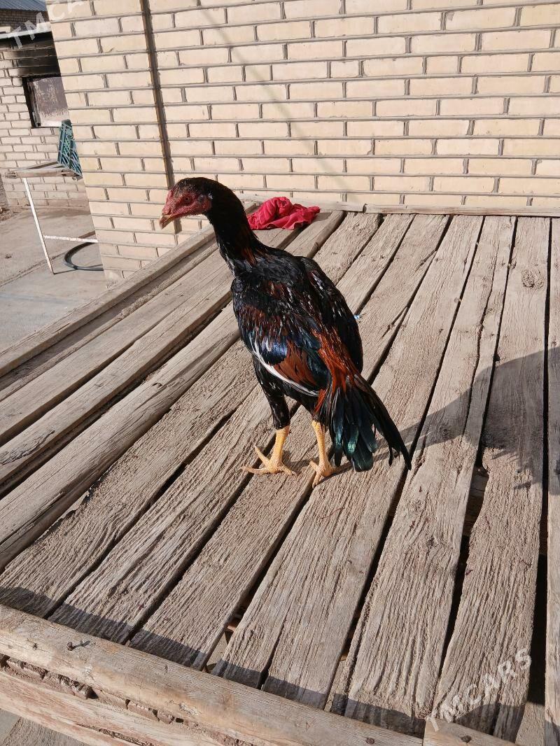 яш байсы - Сакарчага - img 4