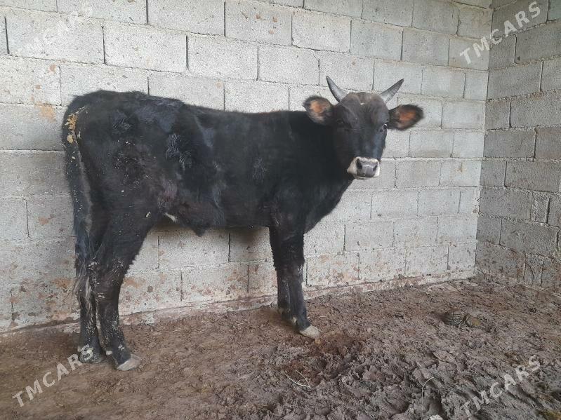 ÖKUZ - Багир - img 5