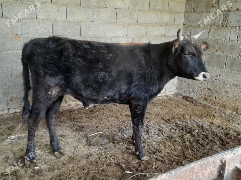 ÖKUZ - Багир - img 2