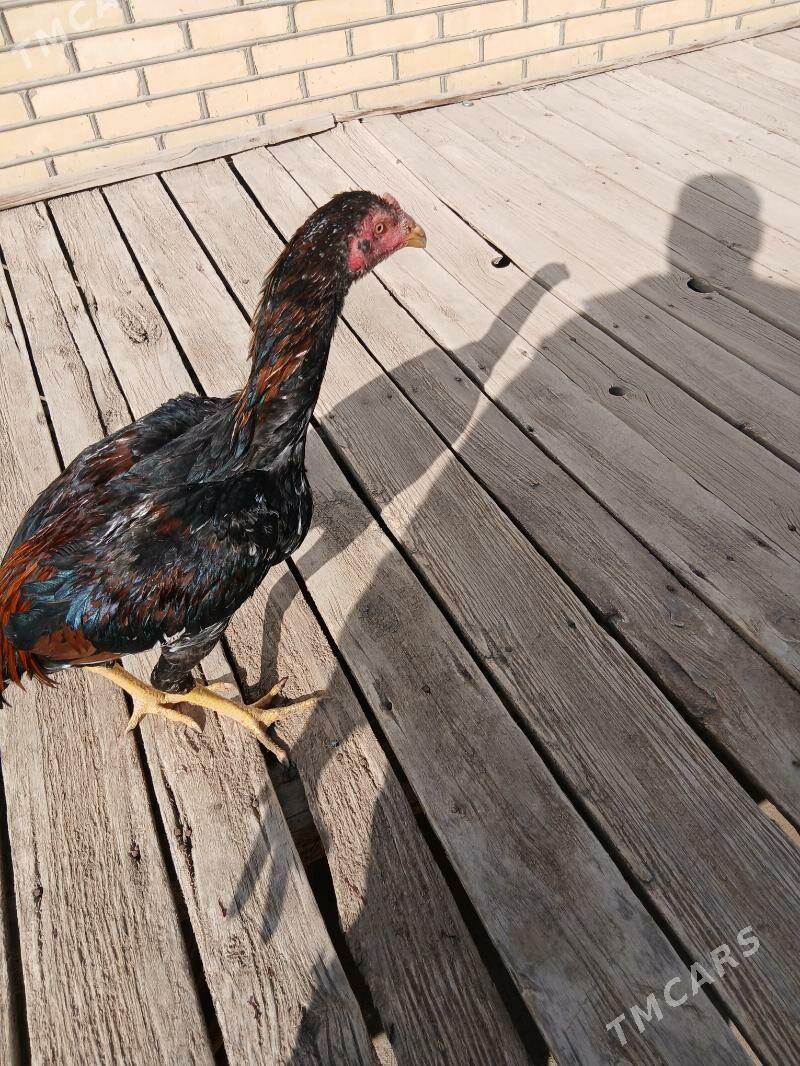 яш байсы - Сакарчага - img 5