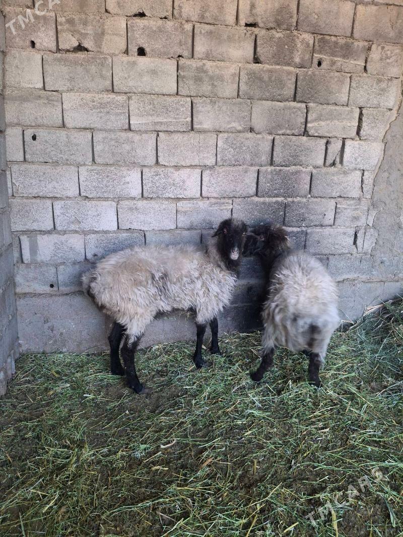 bogaz goyun - Анев - img 5