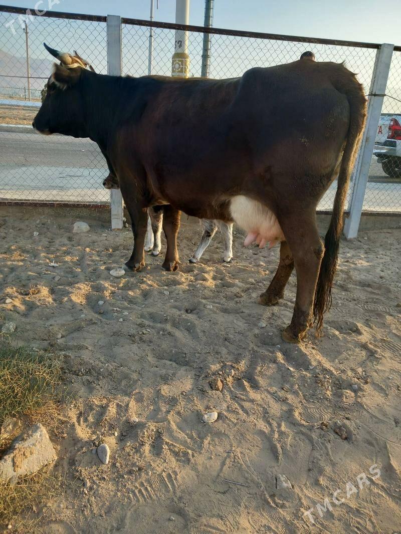 goleli sygyr - Балканабат - img 3