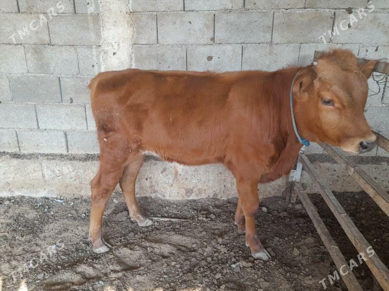 ökuz - Анев - img 3