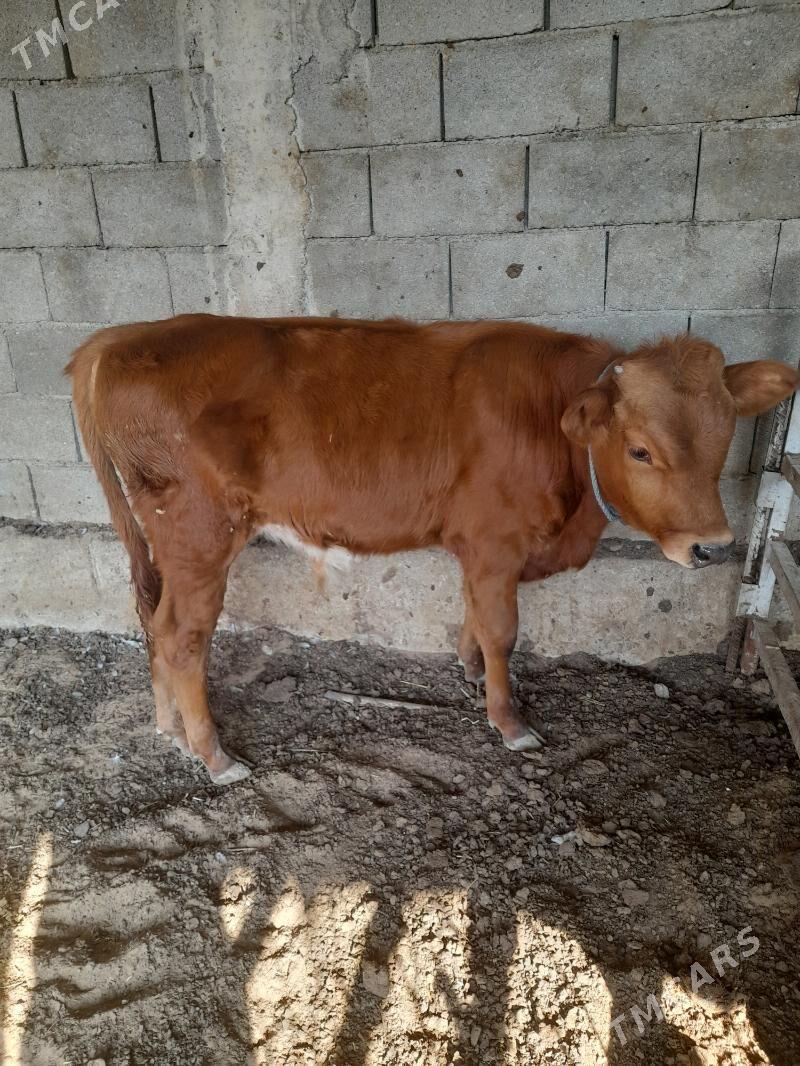 ökuz - Анев - img 2