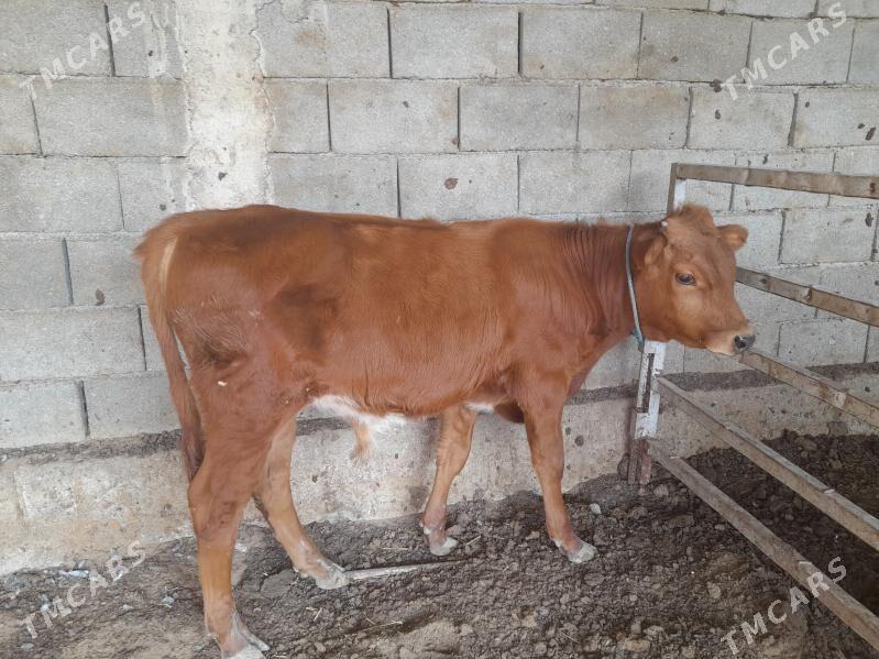 ökuz - Анев - img 7