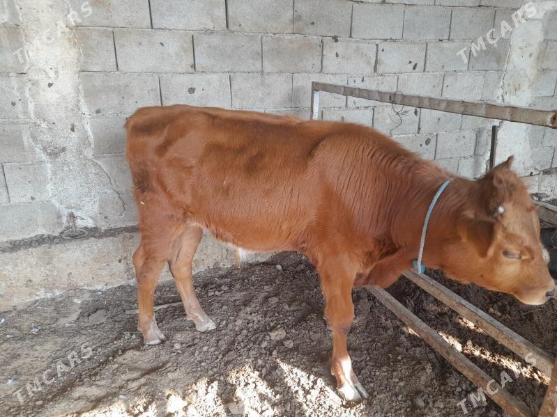 ökuz - Анев - img 10