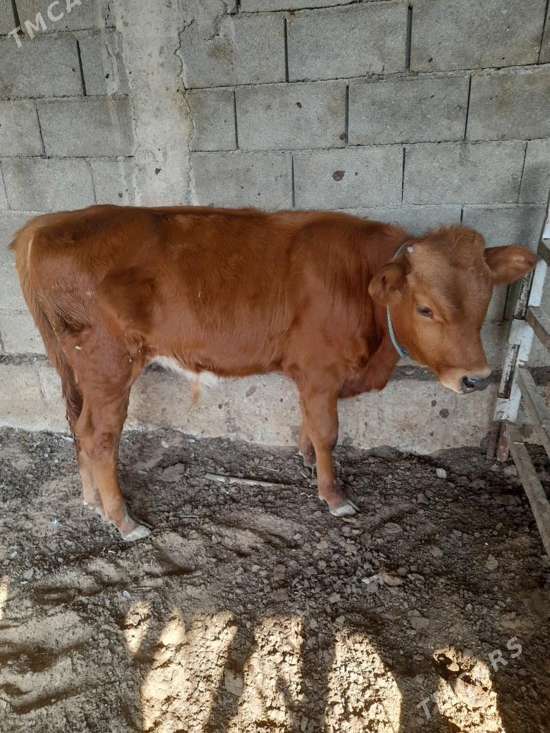 ökuz - Анев - img 4