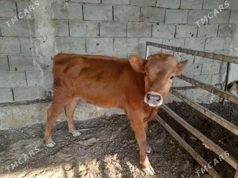 ökuz - Анев - img 8