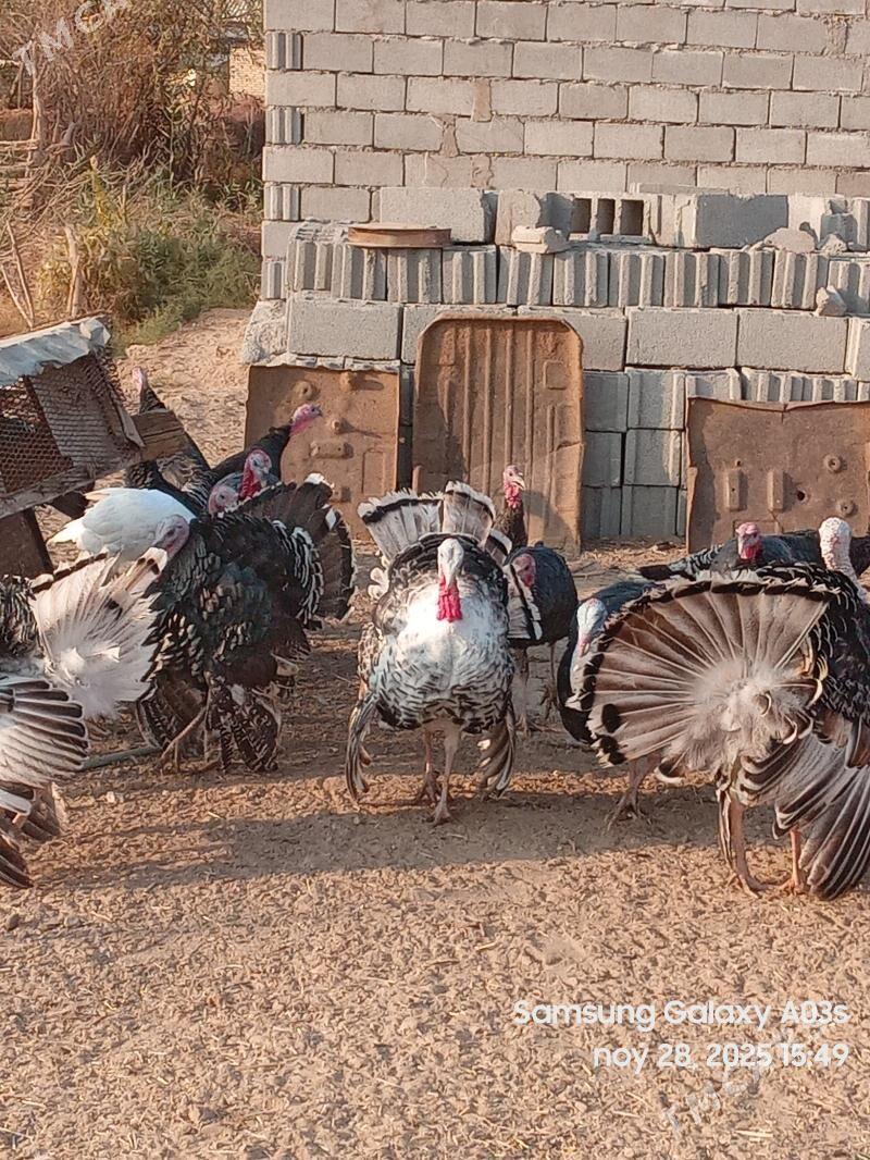 INDUK - Бабадайхан - img 3