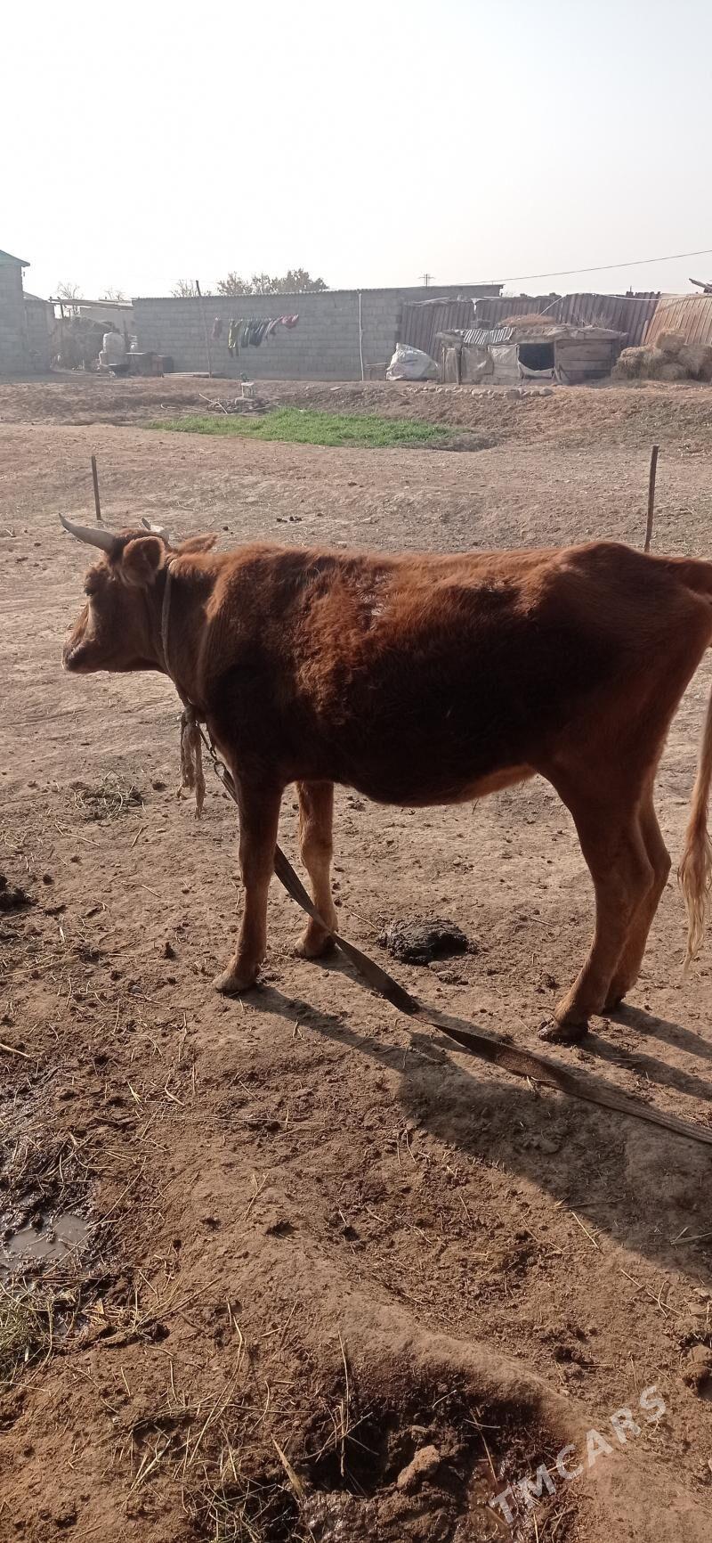 bogaz sygyr - Бабадайхан - img 2