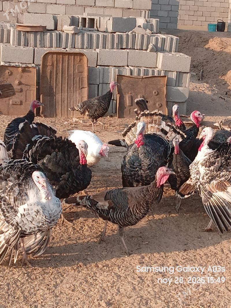 INDUK - Бабадайхан - img 2