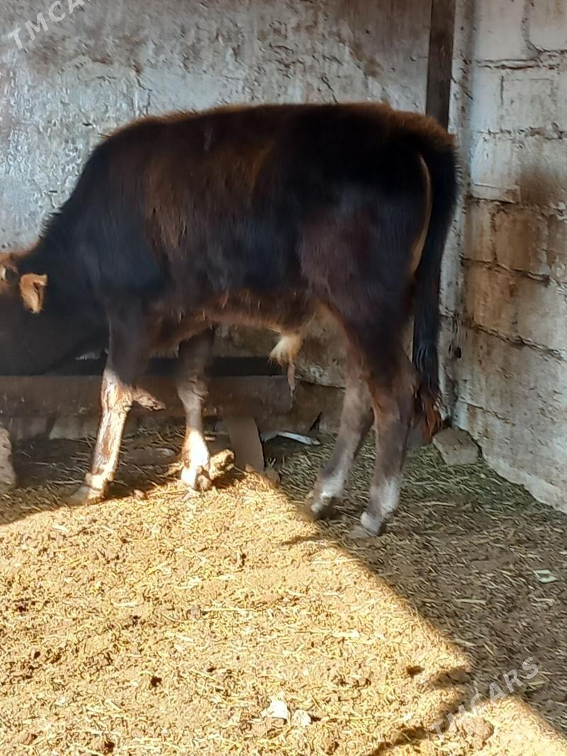 semiz okuzle - Балканабат - img 4