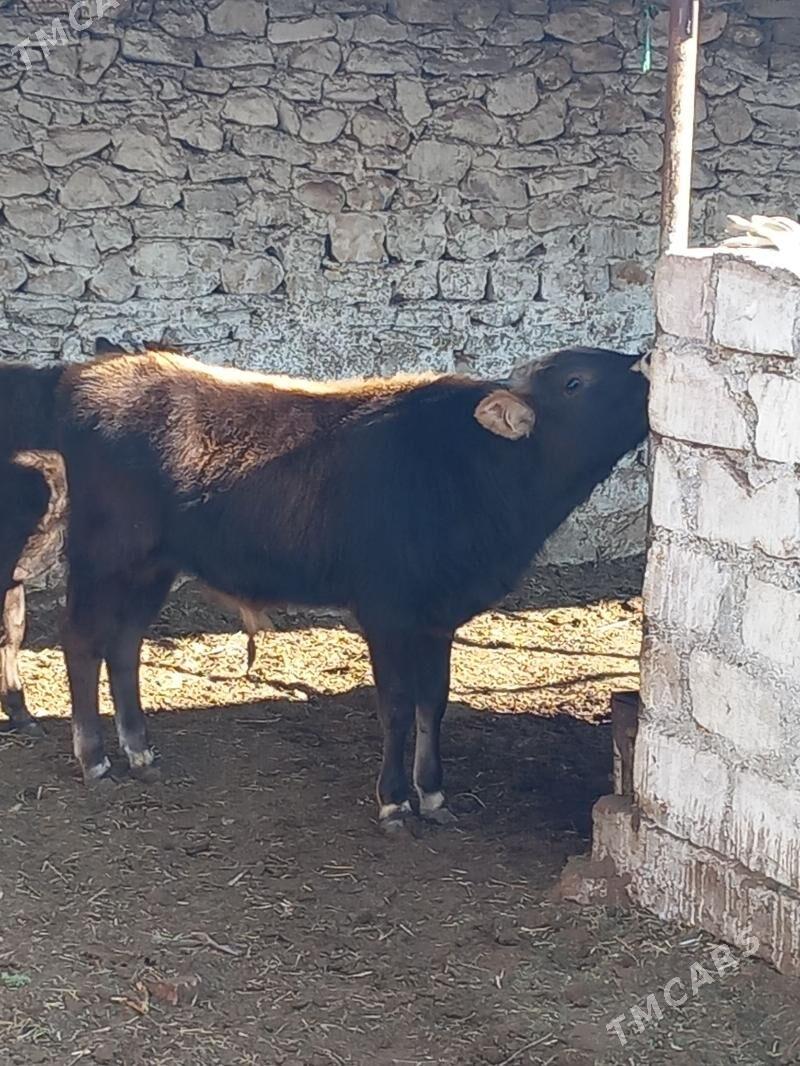 semiz okuzle - Балканабат - img 2