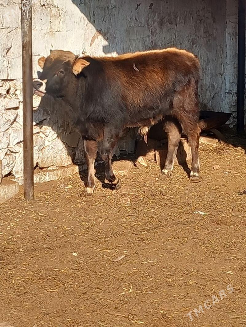 semiz okuzle - Балканабат - img 3