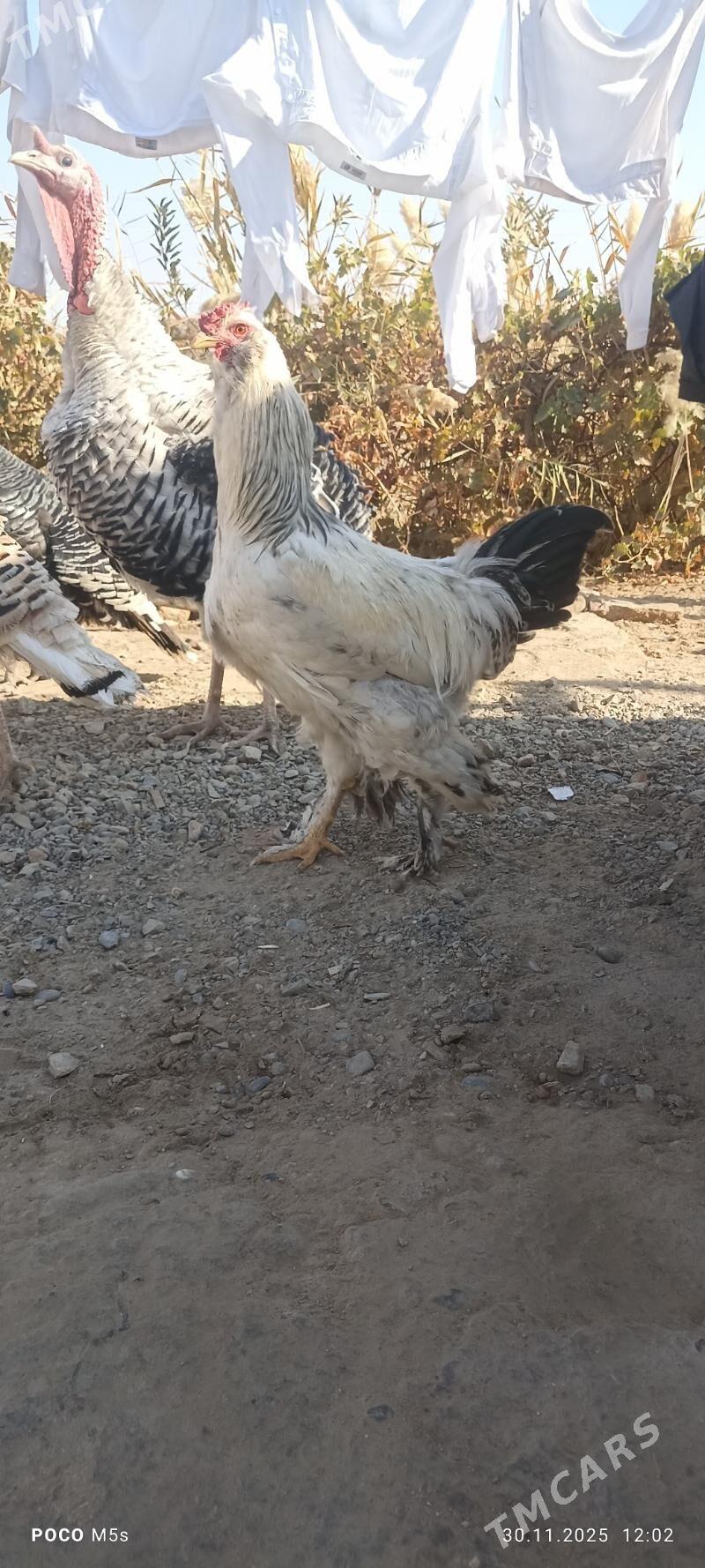 Horaz paroda   troyka horaz - Mary - img 3