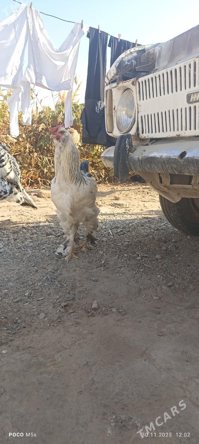 Horaz paroda   troyka horaz - Mary - img 4