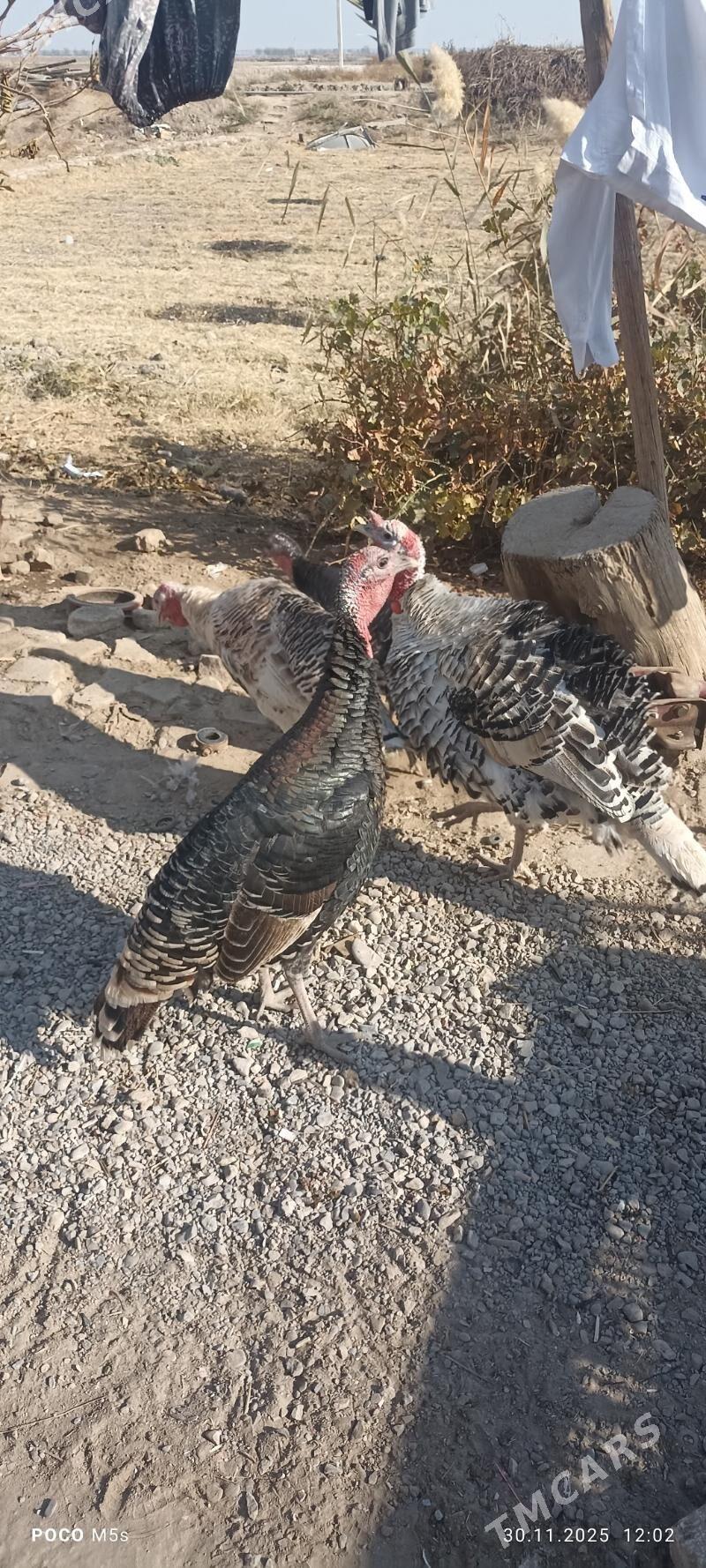 Horaz paroda   troyka horaz - Mary - img 5