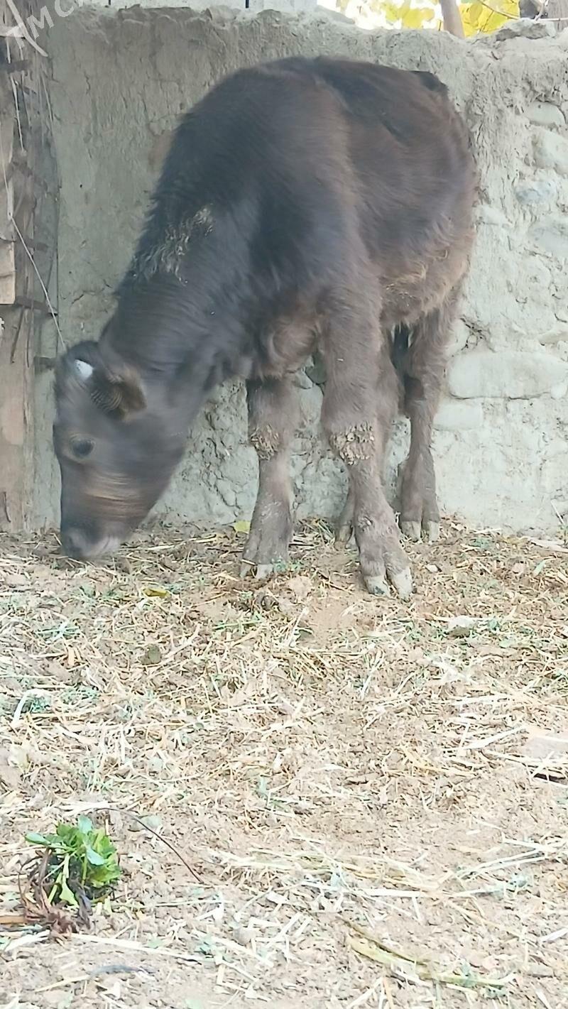 SWES OKUZ - Bäherden - img 1