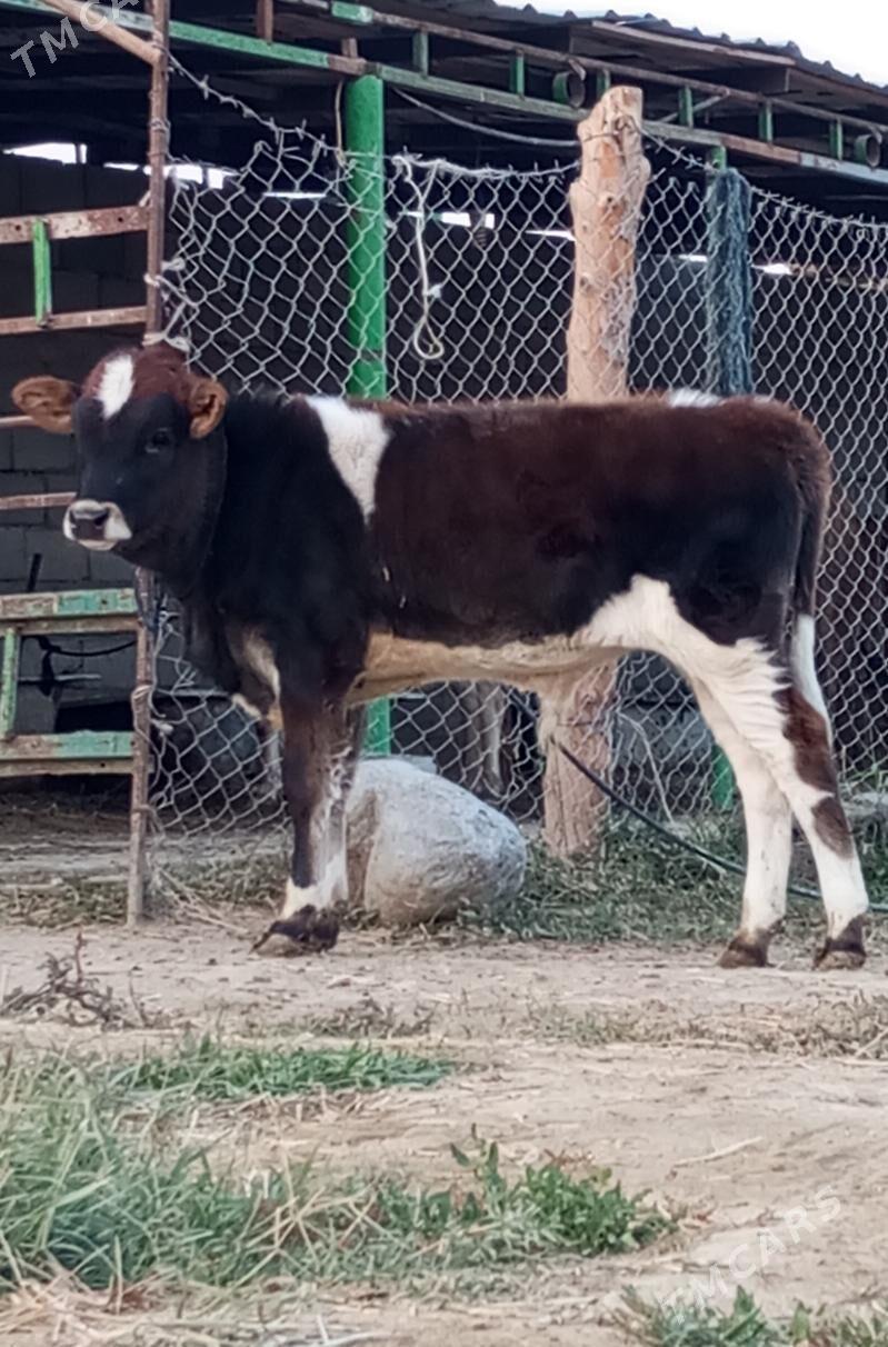 ÖKÜZ - Gökdepe - img 3