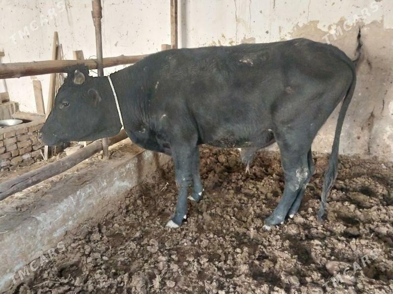 okuzler - Туркменабат - img 3