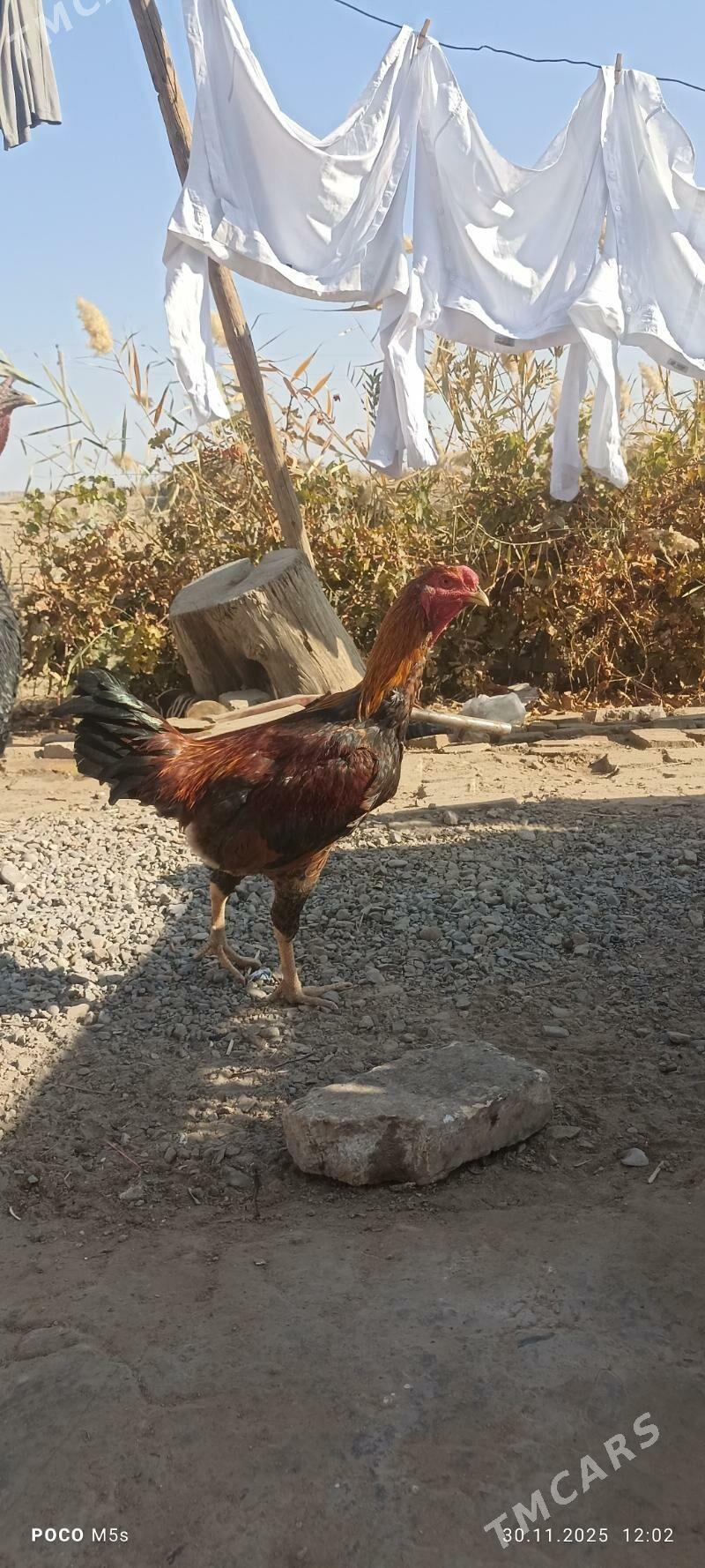 Horaz paroda   troyka horaz - Mary - img 2