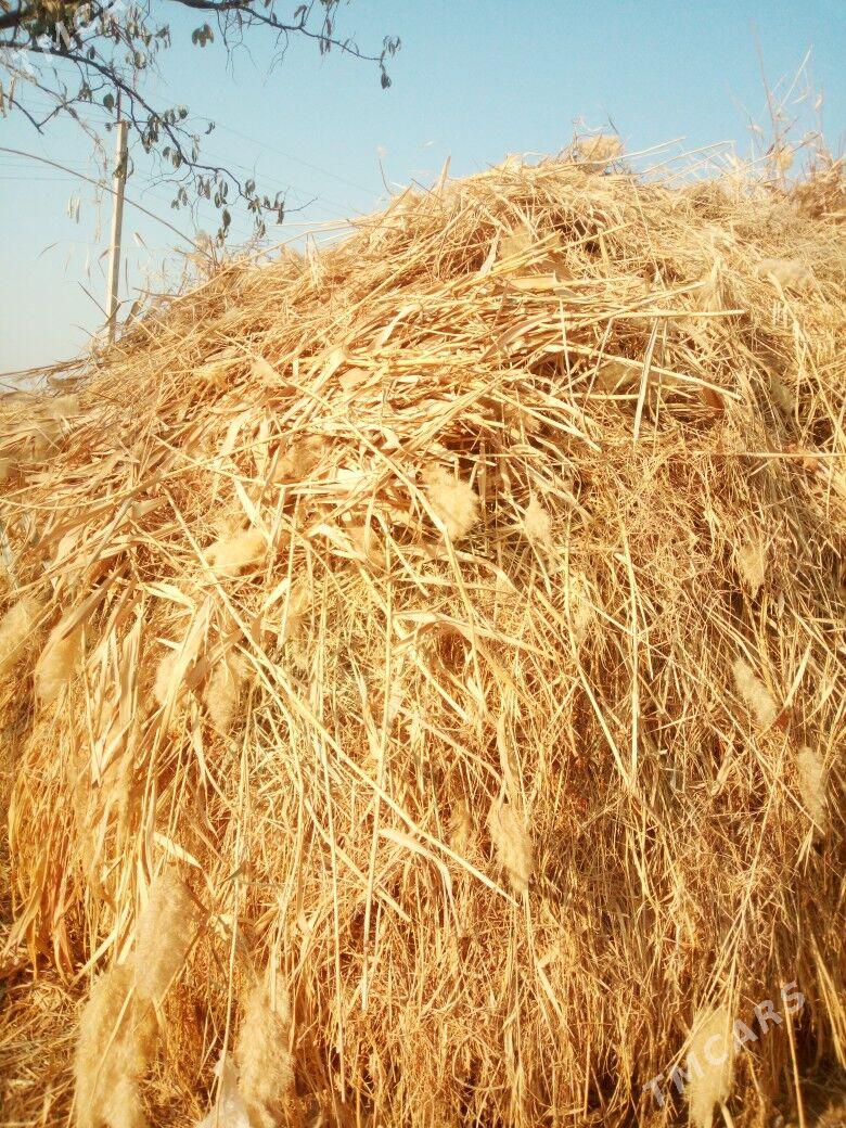 mal oty - Çärjew - img 2