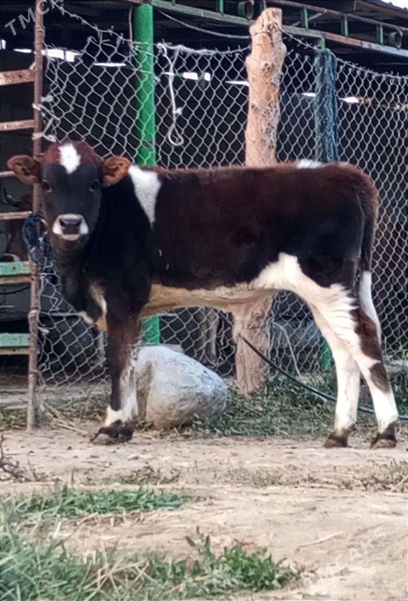 ÖKÜZ - Gökdepe - img 4