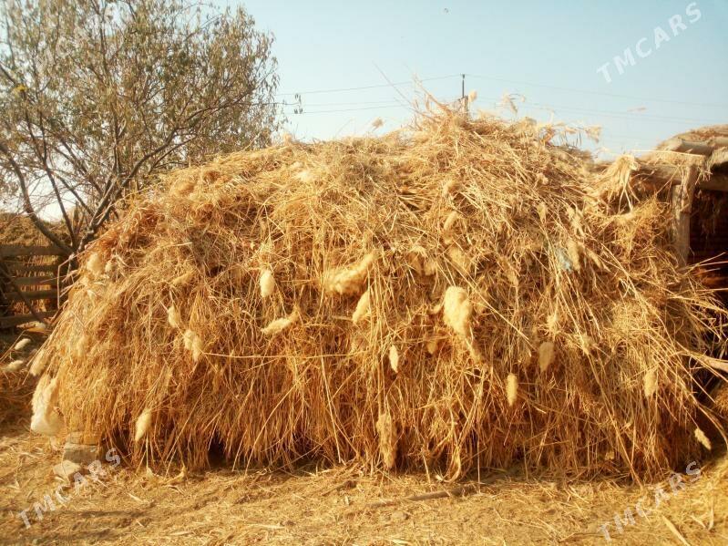 mal oty - Çärjew - img 3