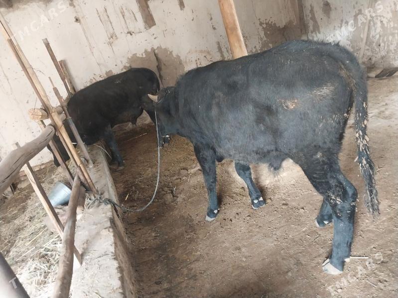 okuzler - Туркменабат - img 2