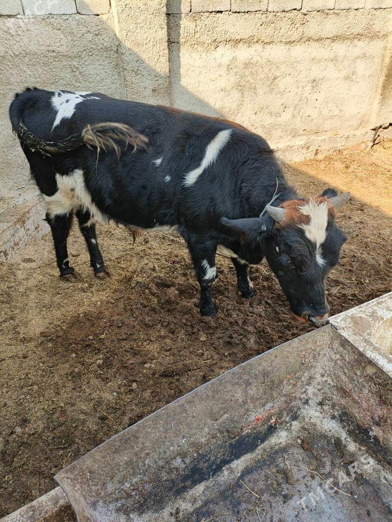 Okuz - Ашхабад - img 2