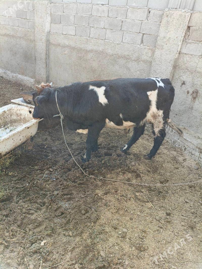 Okuz - Ашхабад - img 4