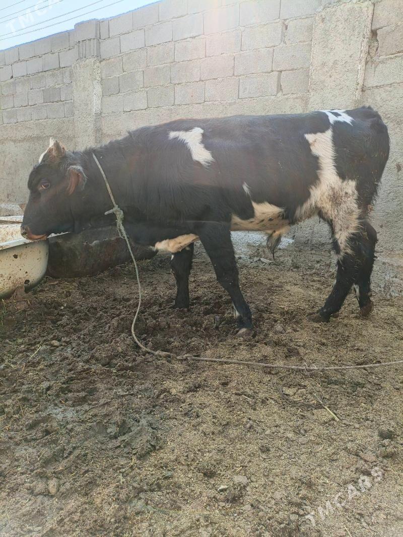 Okuz - Ашхабад - img 3