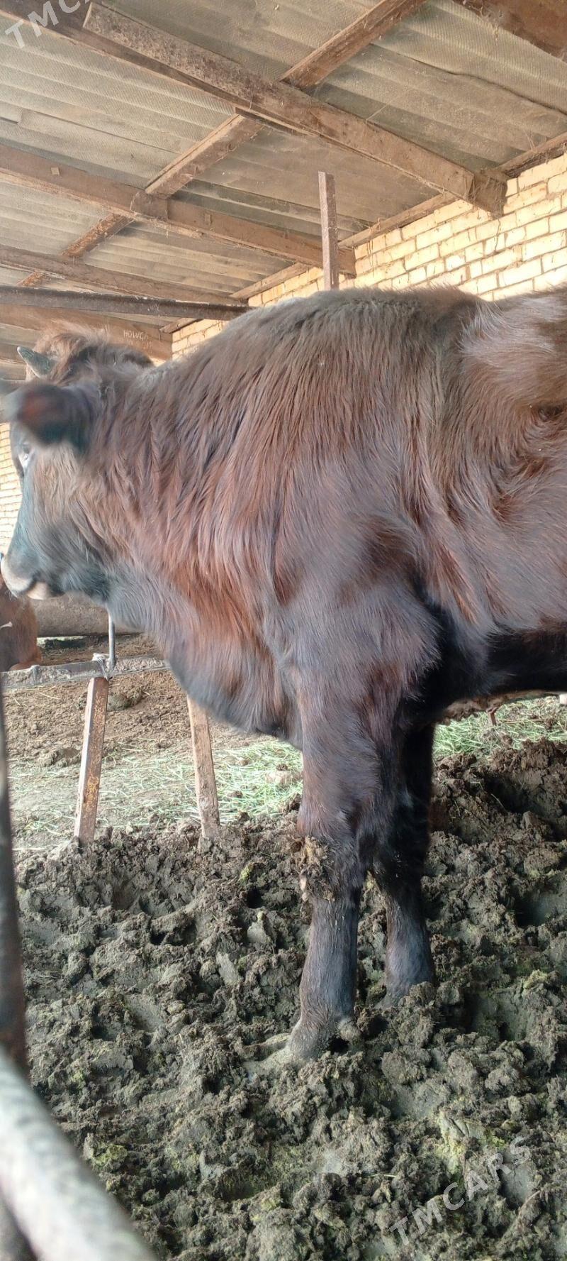 Bakylan öküz - Mary - img 1