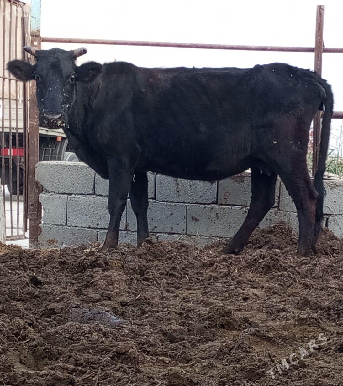 GYSYR SYGYR - Гёкдепе - img 2