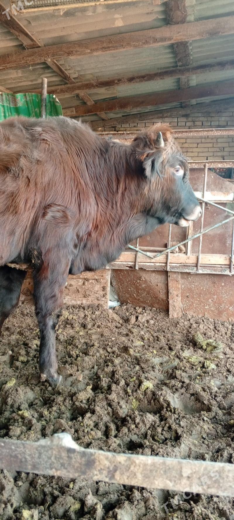 Bakylan öküz - Mary - img 3