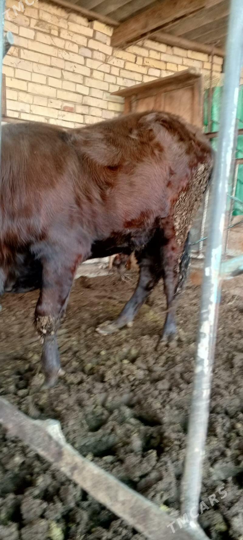 Bakylan öküz - Mary - img 5