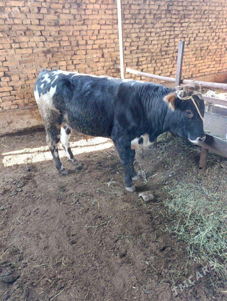 okuz - Ашхабад - img 3