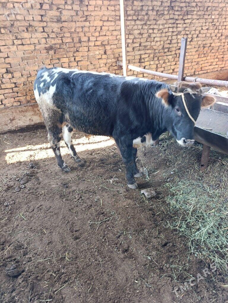 okuz - Ашхабад - img 2